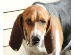 Adopt Kaylee a Tricolor (TanBrown and Black and White) Hound (Un