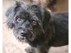 Adopt Annabella a Black Poodle (Miniature)  Schnauzer (Miniature