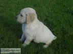 Goldendoodle f1 puppies for adoption