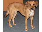 Adopt TIGG a TanYellowFawn - with White Labrador Retriever  Houn