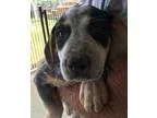 Sweet Pea - Female Pit Bull Terrier Mix