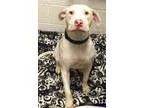 Adopt Finnian a Pit Bull Terrier