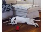 Adopt LUNA a White German Shepherd