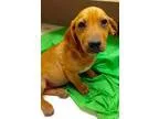 Adopt Buttons the clown a Australian Shepherd Beagle