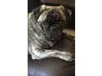 Adopt Sassy a Pug