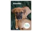 Adopt Klondike a Dachshund  Mixed dog in Plainfield IL (16786497