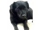 Adopt Ebony a Black Flat-Coated Retriever  Mixed dog in New Cana