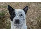Adopt Oscar a Black - with White Australian Cattle Dog  Mixed do