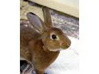 Adopt Fuzzy PP Fuzzball a Rex  Mixed rabbit in Ann Arbor MI (168