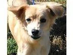 Adopt Bailey a RedGoldenOrangeCh estnut - with White Golden Retr
