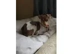 ARLO - Male DachshundBeagle Mix