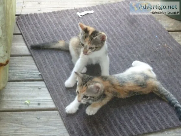 Free Kittens