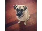 Adopt Joyce a Pug  Beagle  Mixed dog in Elgin IL (16759763)