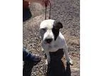 Adopt Petey a Pit Bull Terrier