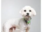 Adopt Lito D161272 a White Havanese  Bichon Frise  Mixed dog in 