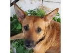 German Shepherd Dog DOG FOR ADOPTION RGADN-327701 - Kitty - Germ