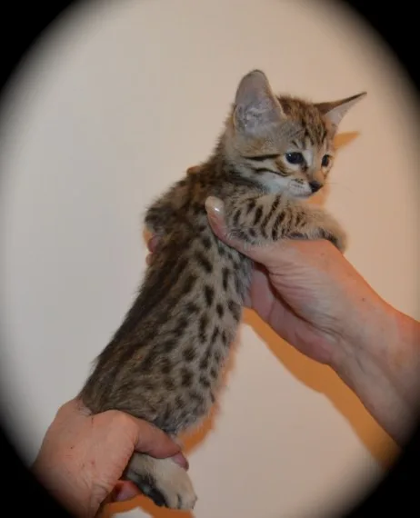 Amazing Scottish fold kittens for sale