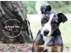 Adopt Knox a Catahoula Leopard Dog Cattle Dog
