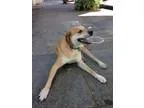 Adopt Elliott a TanYellowFawn Labrador Retriever  Mixed dog in S