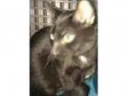 Adopt Orbit a Domestic Shorthair Mixed cat in Duluth MN (