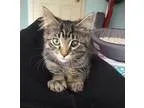 Adopt Spitfire and Mimi a Domestic Short Hair - gray and white T