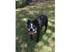 Adopt Barney a Boston Terrier