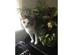 Adopt Monty a Gray or Blue (Mostly) Domestic Shorthair  Mixed ca