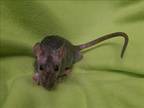 Adopt Damian a Rat small animal in Portland OR (16801049)