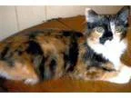Adopt Ivy - Kitten a Tortoiseshell