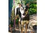 Unknown-Doberman Pinscher Mix DOG FOR ADOPTION RGADN-327975 - Ce