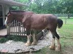 Budweiser Clydesdale Stud