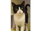 Adopt Delilah a Black and White or Tuxedo Domestic Mediumhair  M
