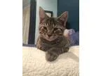 Adopt Kilauea a Brown or Chocolate (Mostly) Domestic Shorthair  