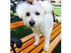 Adopt Samson a White Bichon Frise  Mixed dog in Beavercreek OH (