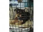 Adopt Dory a Black - with Brown Red Golden Orange or Chestnut Ro