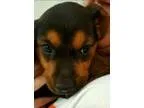 Rose - Female Mountain Cur Mix