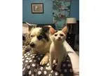 Beth - Female American Shorthair Mix