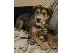 Adopt Harlee a Black - with Brown Red Golden Orange or Chestnut 