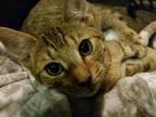 Adopt Venee a Tan or Fawn Domestic Shorthair  Mixed (short coat)