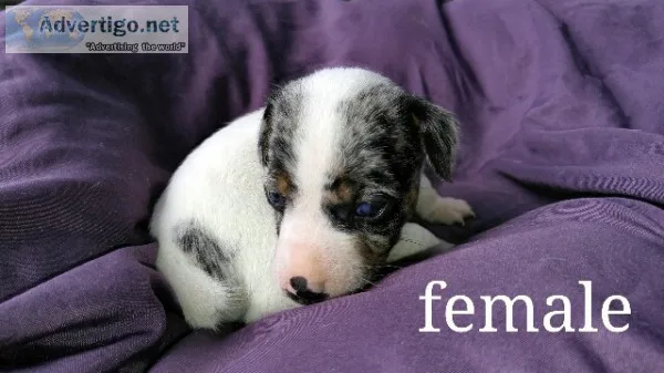 Jack Russell puppies (shorties)