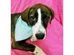 Adopt PUPPY-SHASHA a Foxhound