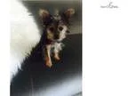 Yorkie teacup puppy for sale