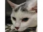 Adopt Winter a White Domestic Shorthair Mixed cat in Norfolk VA