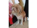 Adopt Tex Camo in TX a Shih Tzu  Mixed dog in Providence RI (168