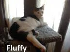 Adopt Fluffy a Gray or Blue (Mostly) Domestic Shorthair  Mixed (
