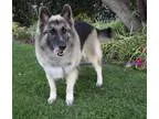 Adopt AMY a Tricolor (TanBrown and Black and White) German Sheph