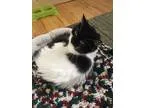 Adopt Mask a Domestic Long Hair