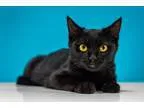 Adopt Stormy a All Black Domestic Shorthair (medium coat) cat in