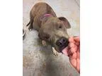 Adopt Sissy a GrayBlueSilverSal t and Pepper American Pit Bull T