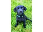 German Shepherd Dog DOG FOR ADOPTION RGADN-332271 - Atlas Jasmin